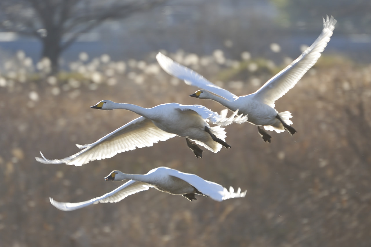 白鳥の飛行が見えるホテル | お知らせ - 【公式】TATEBAYASHI HILLS